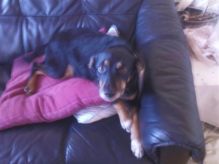 Dansk svensk gaardhund Molly<33 billede 13