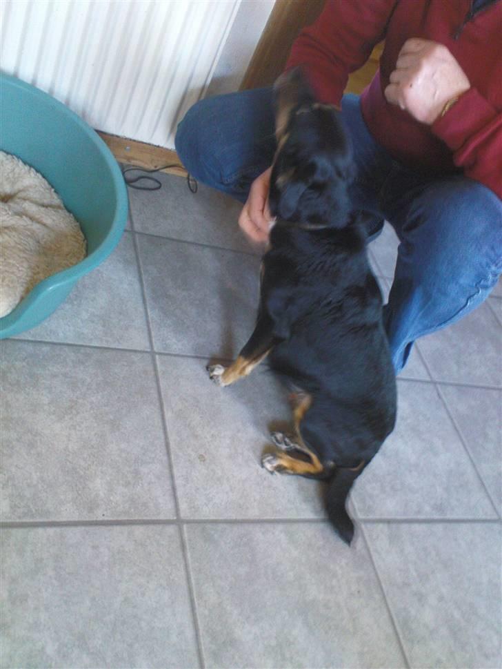 Dansk svensk gaardhund Molly<33 billede 14