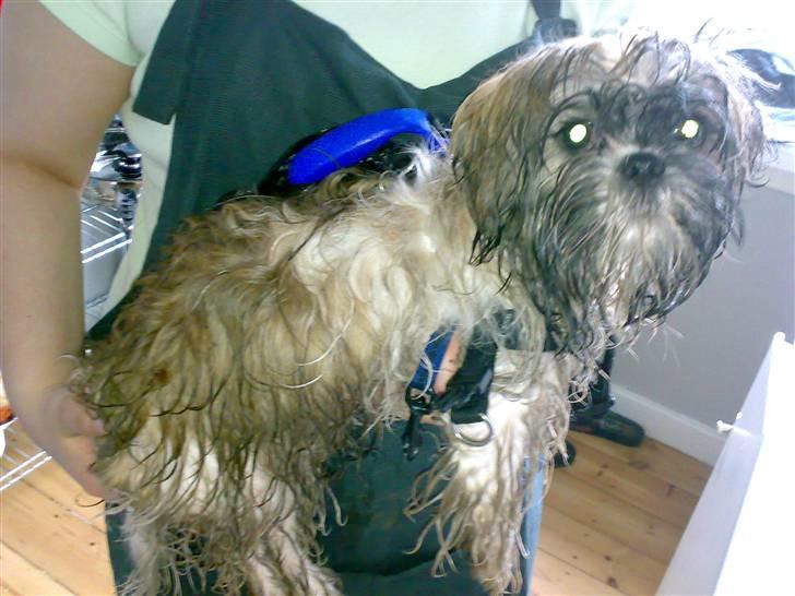 Shih tzu Nala - R.I.P. billede 9