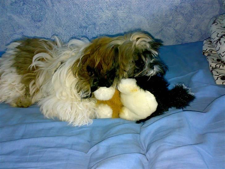 Shih tzu Nala - R.I.P. billede 10