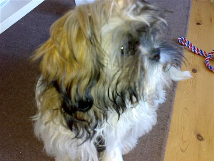 Shih tzu Nala - R.I.P. billede 11