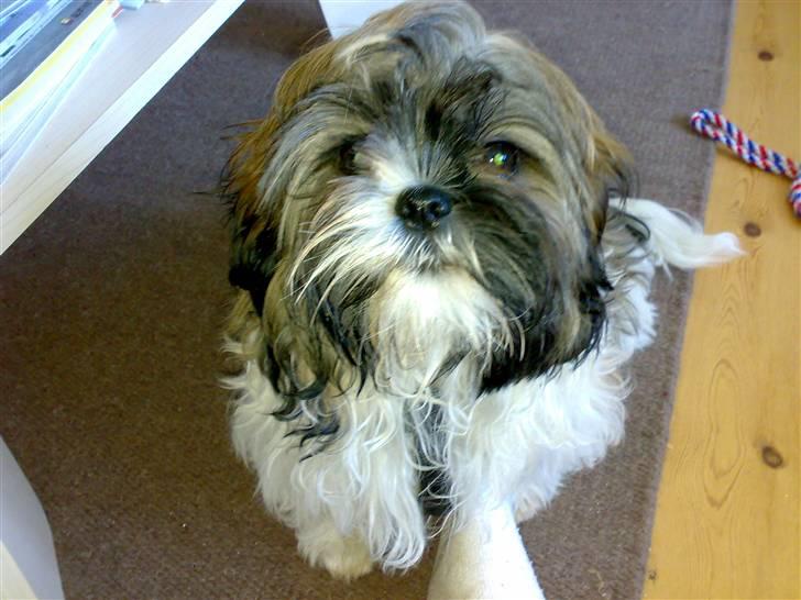 Shih tzu Nala - R.I.P. billede 12