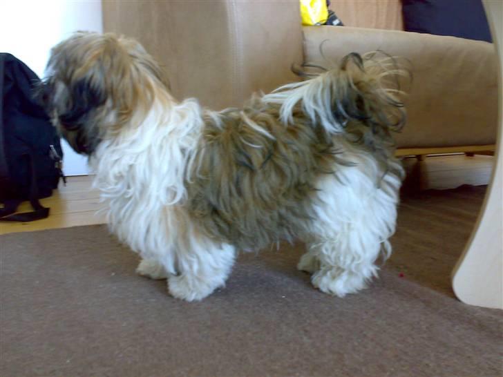 Shih tzu Nala - R.I.P. billede 13