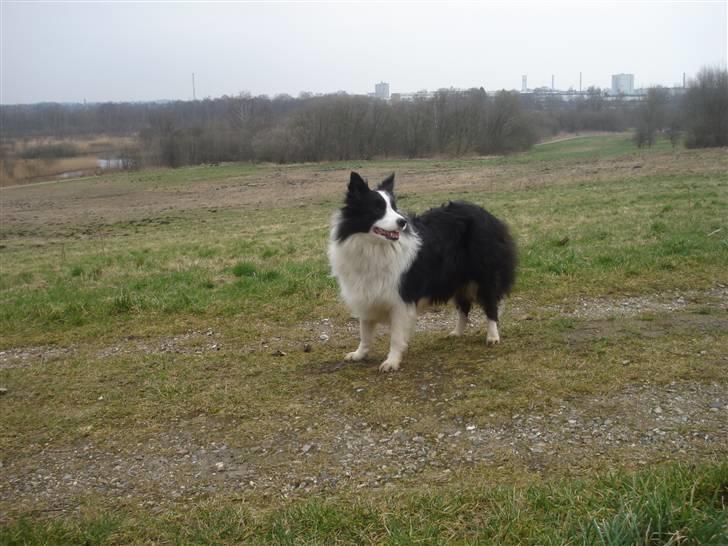 Border collie Jewel billede 2