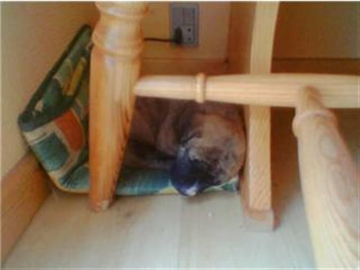 Blanding af racer Mana - mana som lille bitte hvalp :)  billede 18