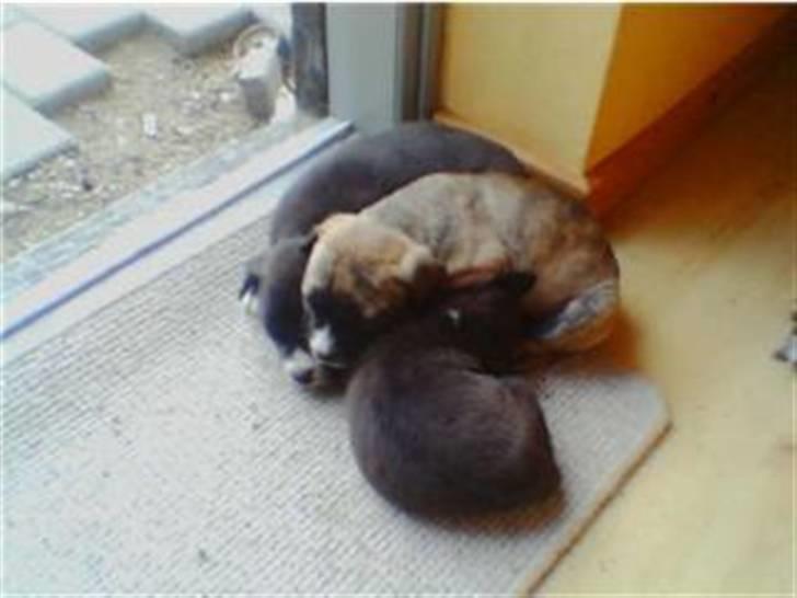 Blanding af racer Mana - maa og hendes søskende :) billede 19