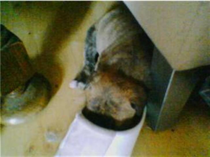 Blanding af racer Mana - mana i mormo´s sko :) billede 20