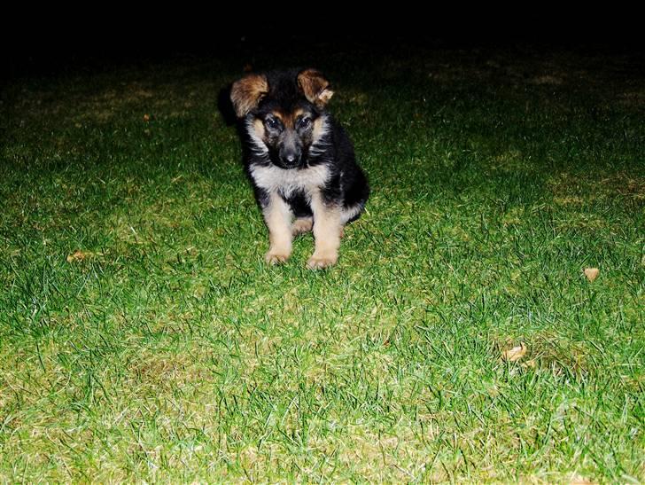 Schæferhund Maegaards Jana (Mille) billede 3