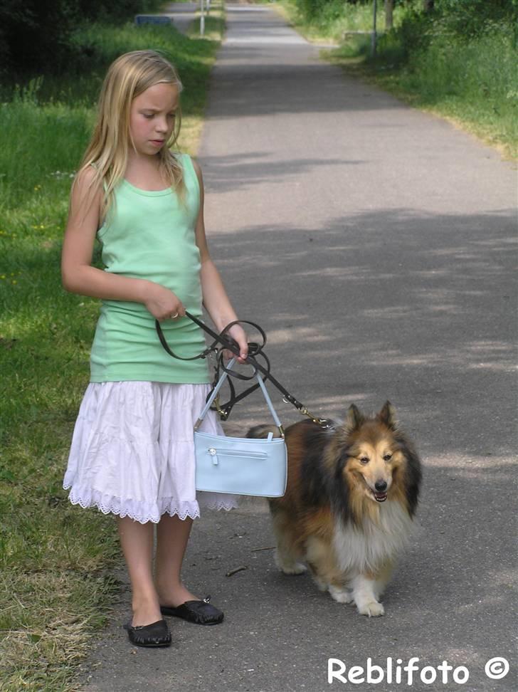 Shetland sheepdog mikkel  (DØD) - mig og pia er vi ikke skønne! XD billede 6