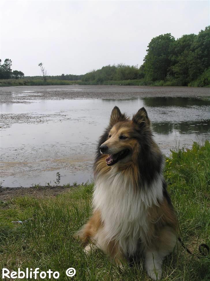 Shetland sheepdog mikkel  (DØD) billede 7