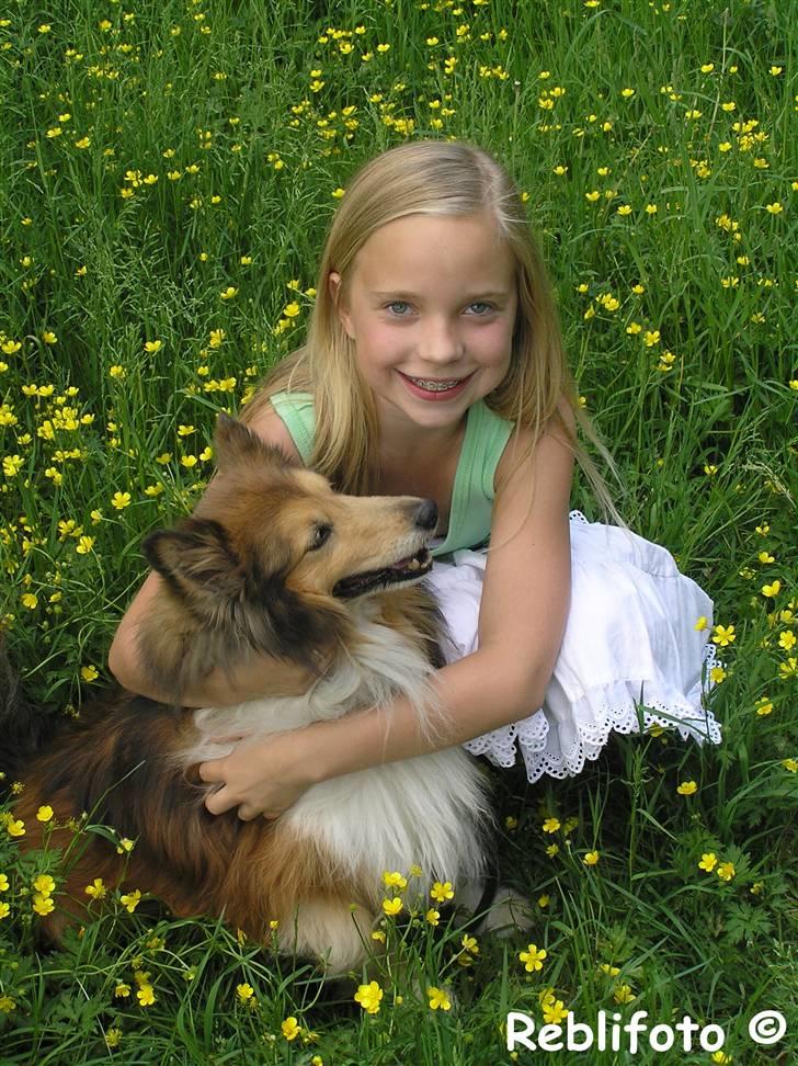 Shetland sheepdog mikkel  (DØD) billede 8