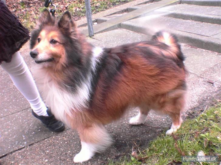Shetland sheepdog mikkel  (DØD) billede 9