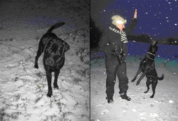Labrador retriever Benjos black Chivas - Chivas og mor i sneen :D billede 5