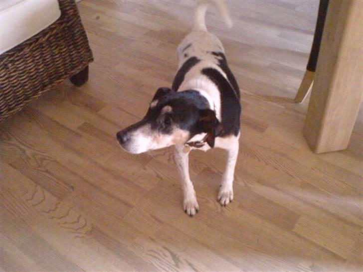 Dansk svensk gaardhund Mik - her kigger Mik billede 1