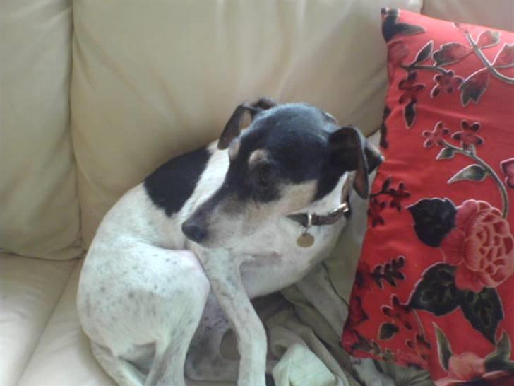 Dansk svensk gaardhund Mik - Mik sider billede 2