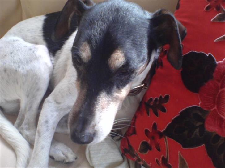 Dansk svensk gaardhund Mik - jeg sover billede 3