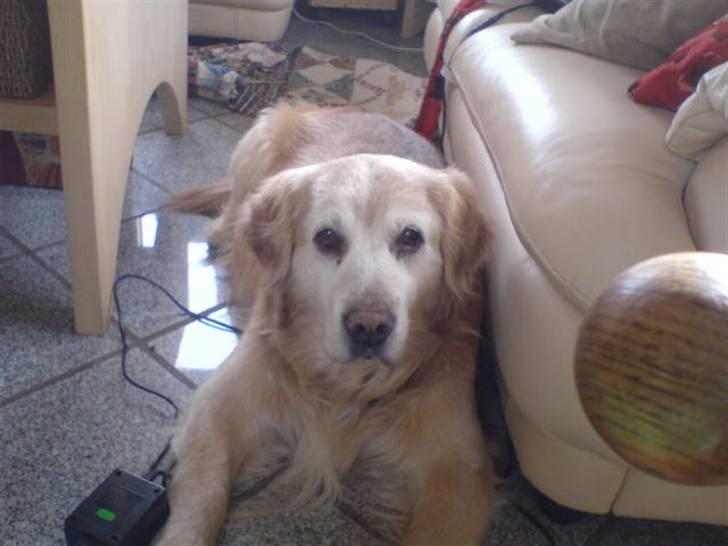 Dansk svensk gaardhund Mik - Her er Miks ven og den hedder Max. billede 4