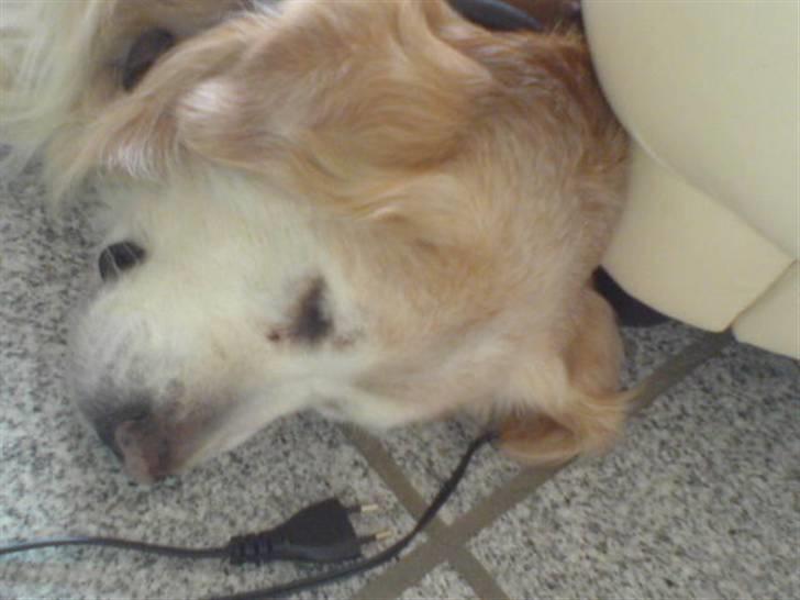 Dansk svensk gaardhund Mik - Max sover. billede 5