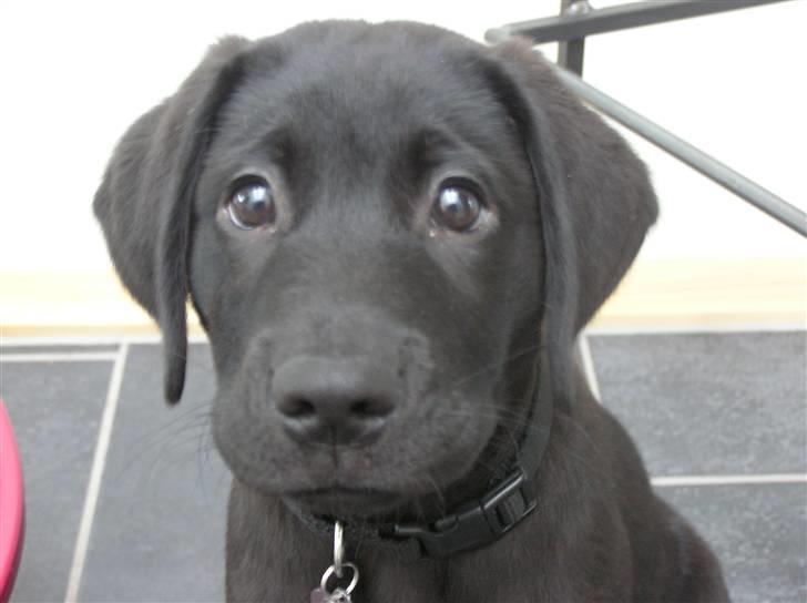Labrador retriever Benjos black Chivas - Fem måneder gammel :) billede 7