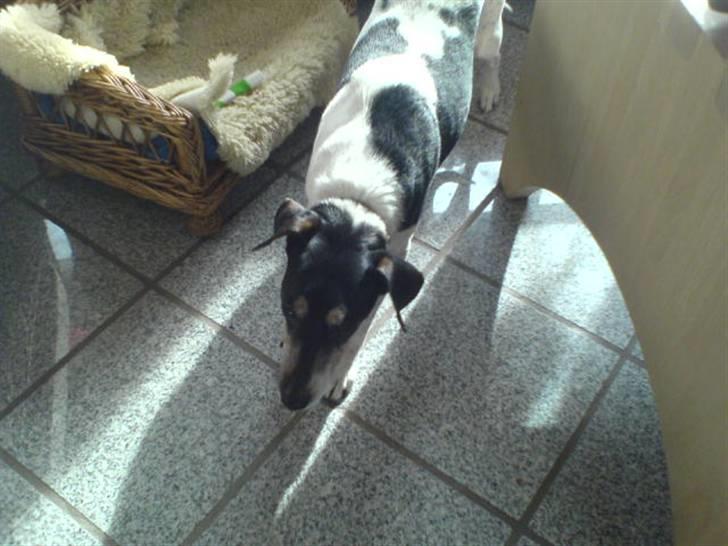 Dansk svensk gaardhund Mik - jeg går lige billede 6