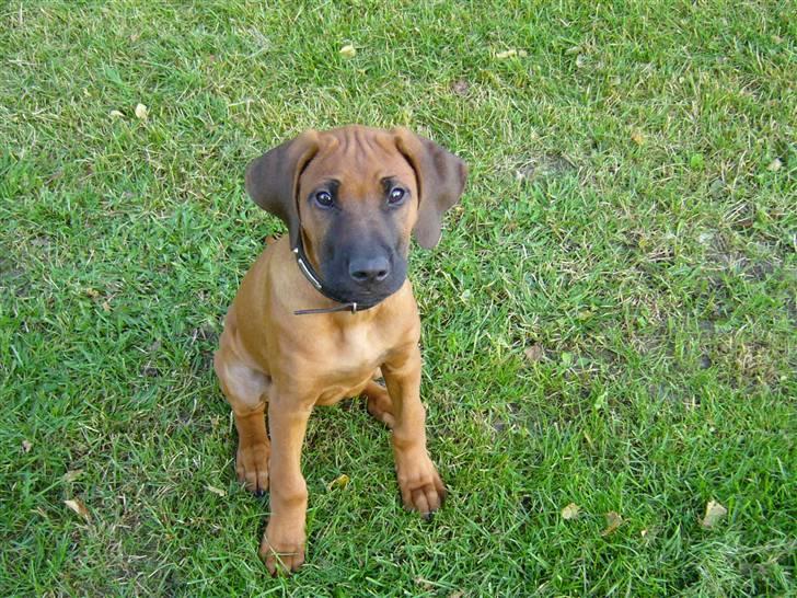 Rhodesian ridgeback Diezel - Har I nogensinde set sådan en lille uskyldig hvalp som mig? billede 1
