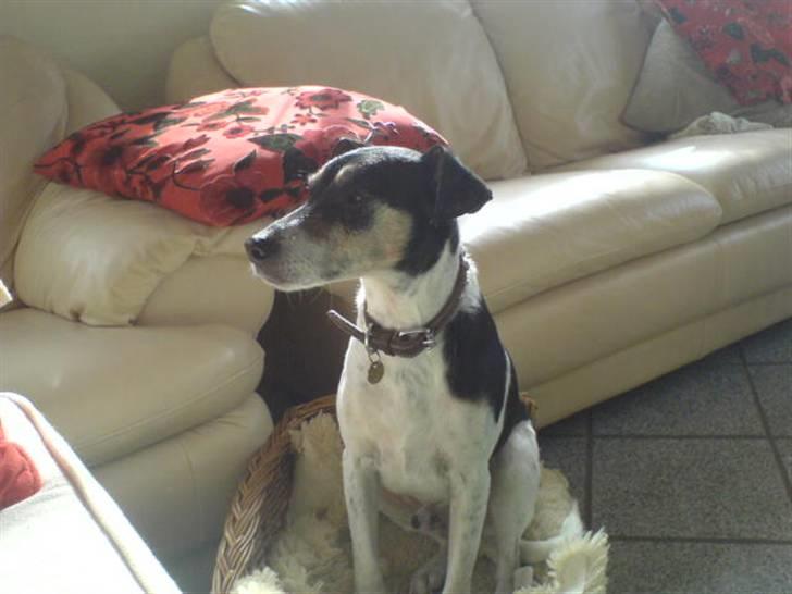 Dansk svensk gaardhund Mik - var der nogle der sadge noget billede 7