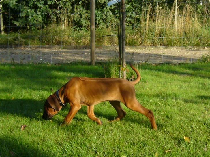 Rhodesian ridgeback Diezel billede 2