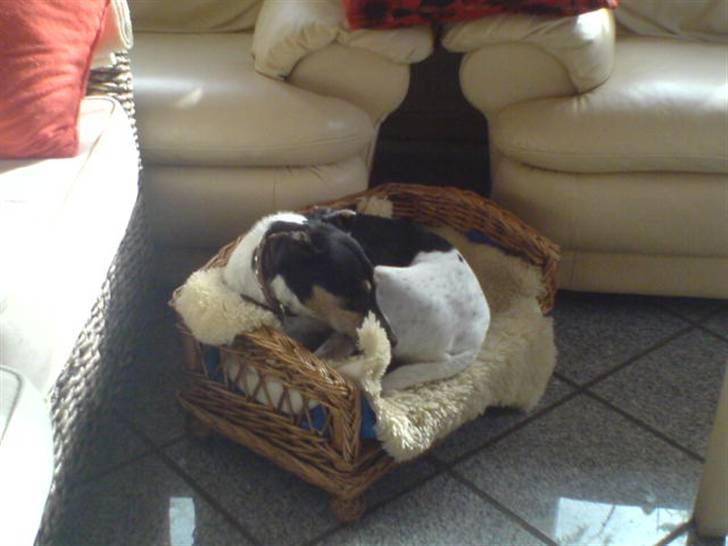 Dansk svensk gaardhund Mik - Jeg sover lige lidt billede 8