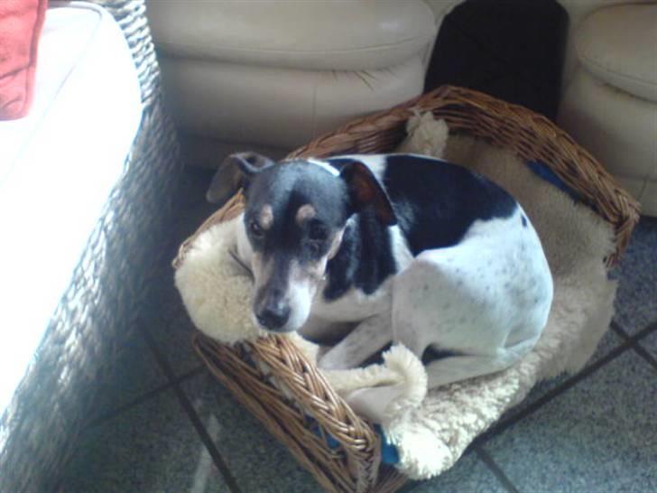 Dansk svensk gaardhund Mik - Jeg kigger lidt for jeg keder mig:( billede 9