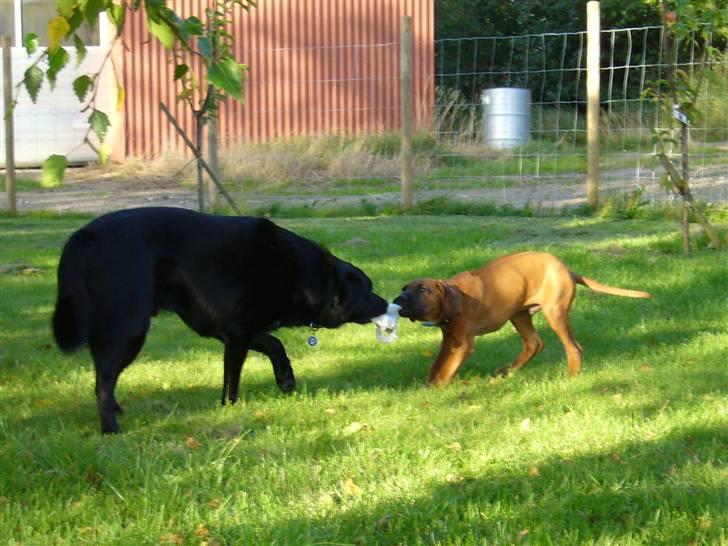 Rhodesian ridgeback Diezel - Jeg skal nok få den - engang..... billede 3
