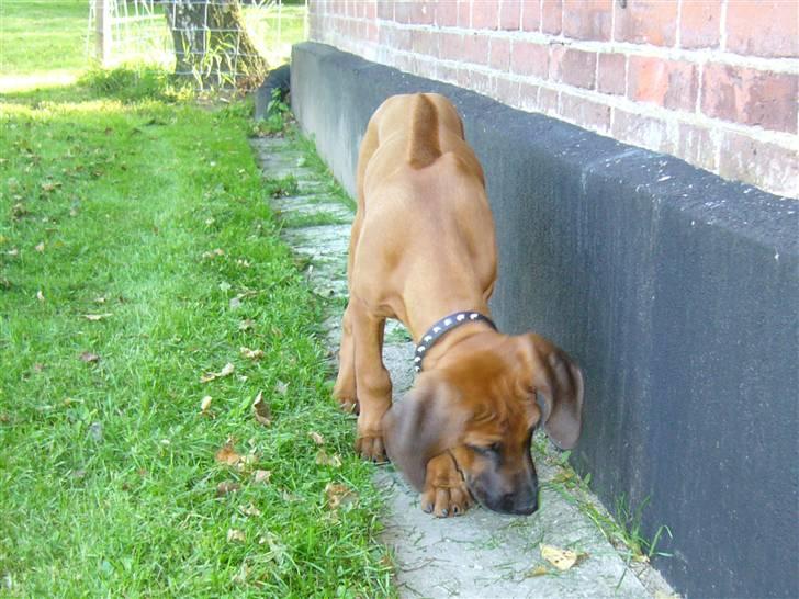 Rhodesian ridgeback Diezel - Er det her den er? billede 4