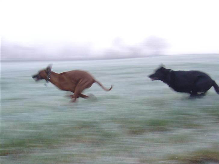 Rhodesian ridgeback Diezel - Ups, det skulle jeg vist ikke have gjort... billede 5