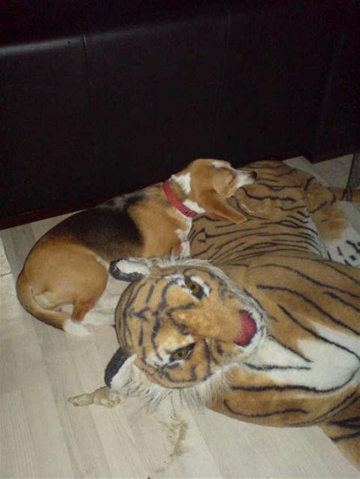 Beagle Gaia billede 8