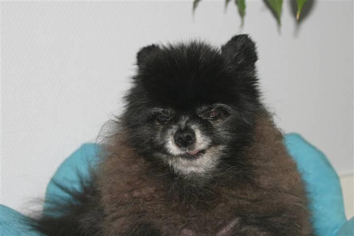 Pomeranian Pelspersonen Pølse RIP - hæ hæ hæ ---  billede 2