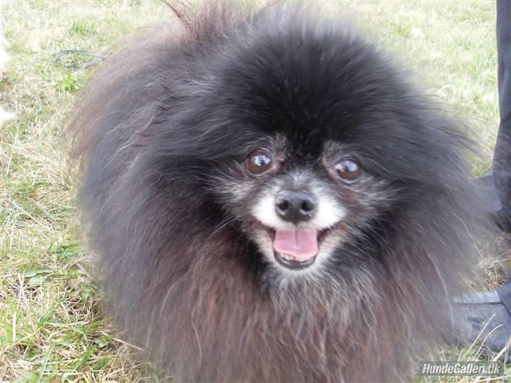 Pomeranian Pelspersonen Pølse RIP - hallllllløøøøøøøøøøøøøøj ----- billede 3