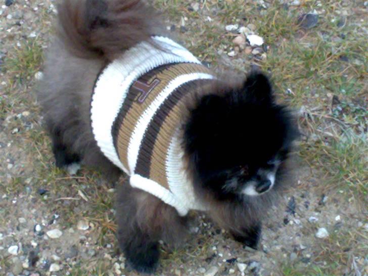 Pomeranian Pelspersonen Pølse RIP - det er godt at have trøjen på i parken billede 4