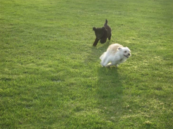 Blanding af racer Kenzo billede 15