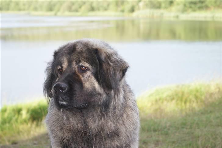 Kaukasisk ovtcharka Lejka billede 4