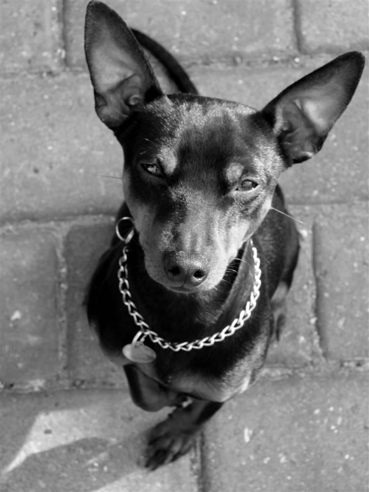 Dvaergpinscher Vedhauges Zhiro - Velkommen. Det er mig der er Zhiro. billede 1