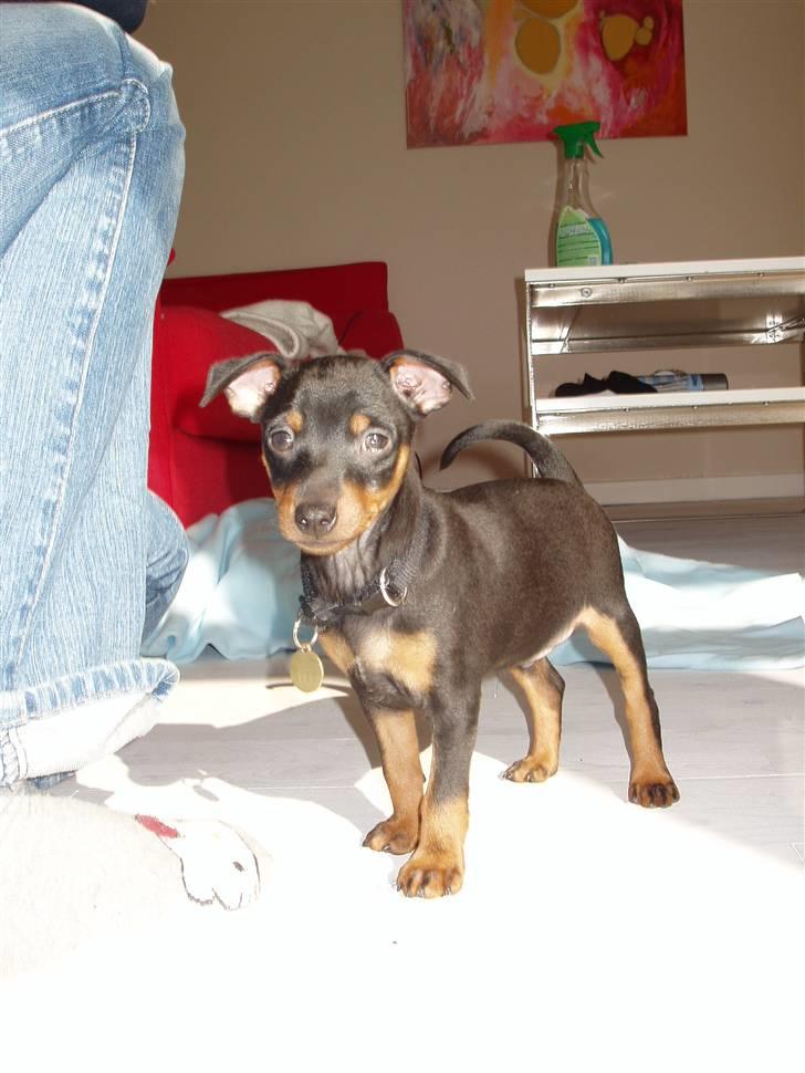 Dvaergpinscher Vedhauges Zhiro billede 2