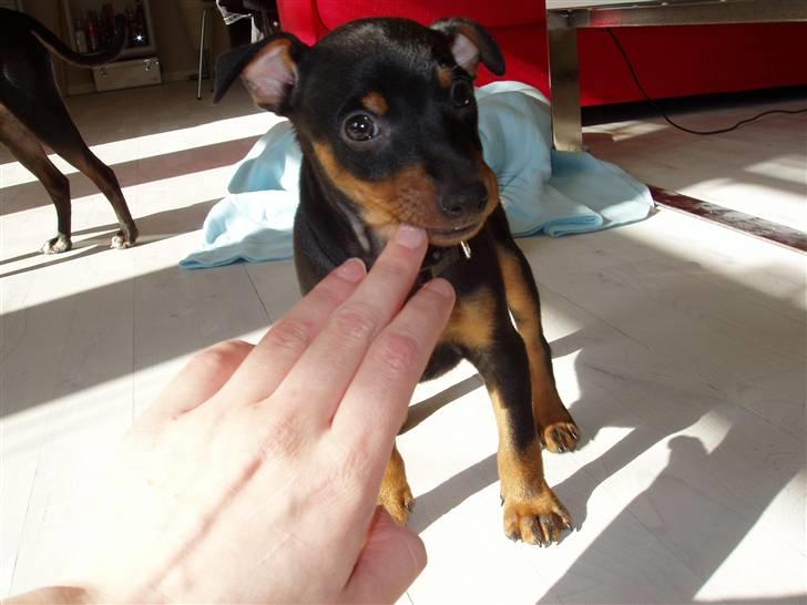 Dvaergpinscher Vedhauges Zhiro - Jeg spiser hende. billede 3