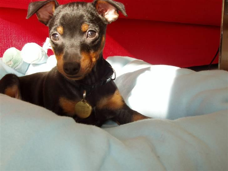 Dvaergpinscher Vedhauges Zhiro - Hov, der sker noget. billede 4