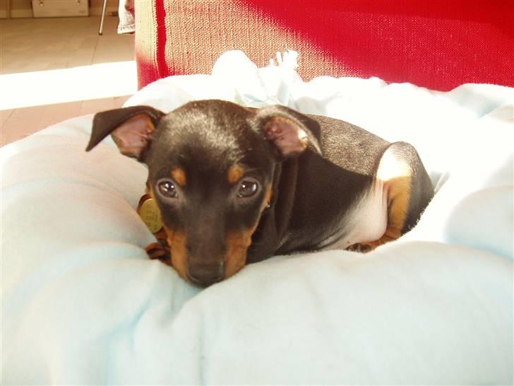 Dvaergpinscher Vedhauges Zhiro - Jeg er så træt. billede 5