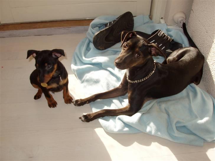 Dvaergpinscher Vedhauges Zhiro - mig og min nye søster. billede 6