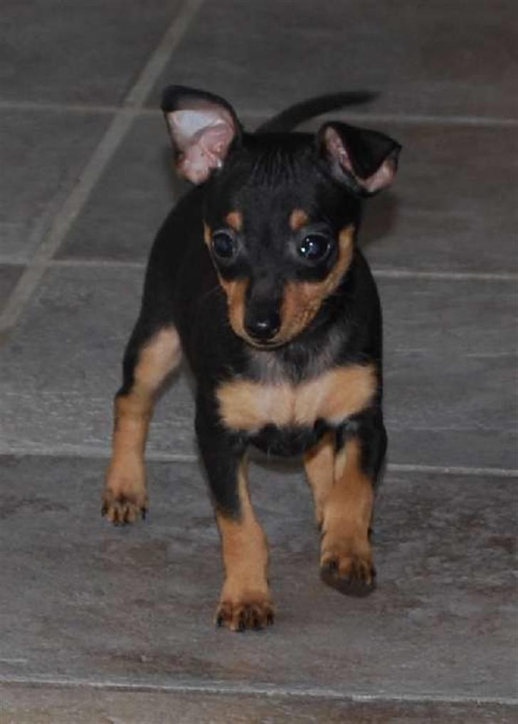 Prazsky krysarik Clea billede 1