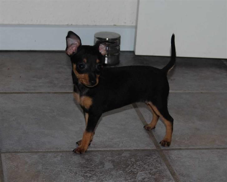 Prazsky krysarik Clea billede 2