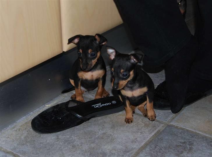 Prazsky krysarik Clea - Clea samme med søster Carla. Det er Clea til højre. billede 3