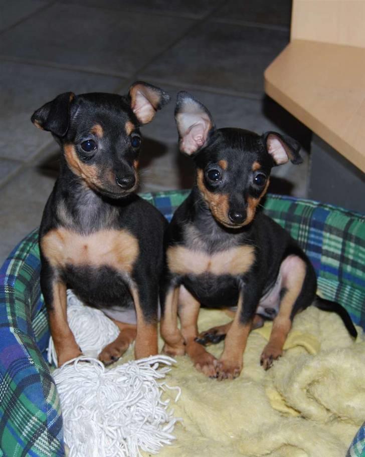 Prazsky krysarik Clea - Clea samme med søster Carla. Det er Clea til højre. billede 4