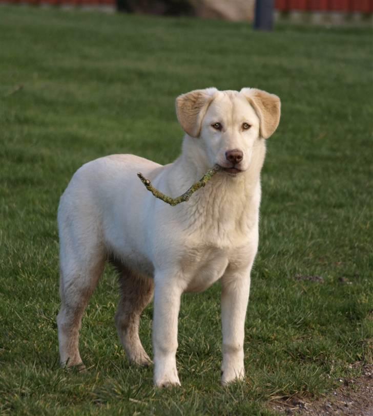 Blanding af racer Neela - Jeg har fundet en pind, skal vi lege?? billede 18