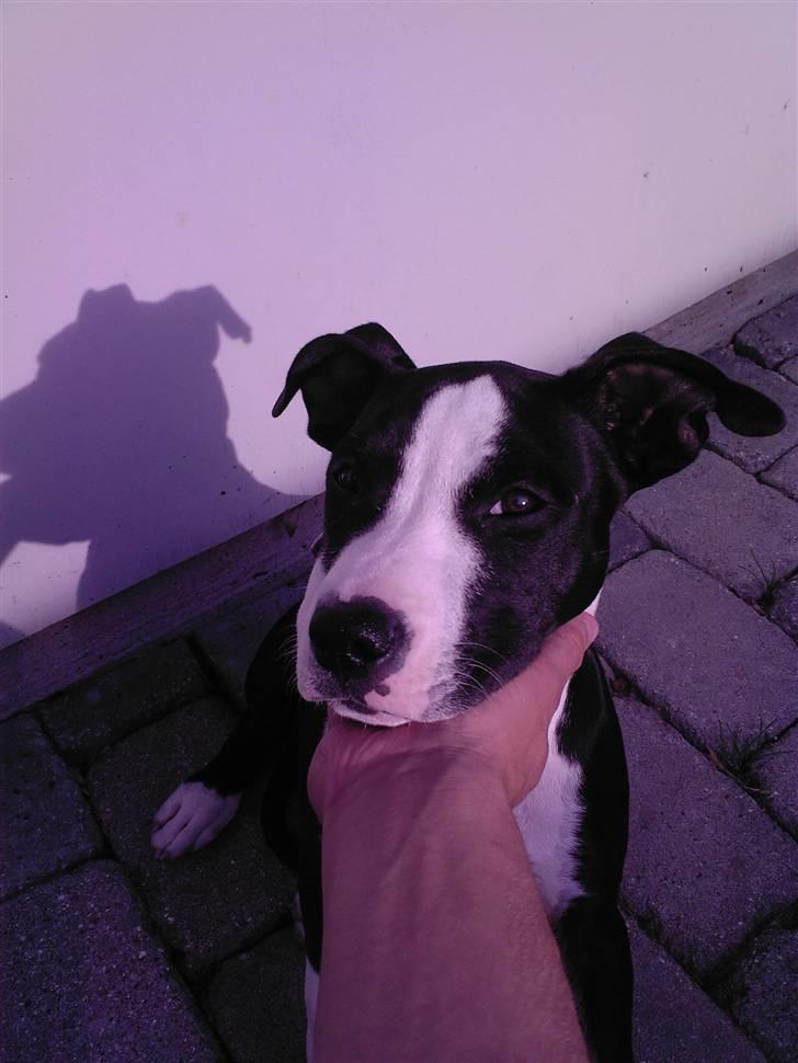 Amerikansk staffordshire terrier Teaka ** R I P ** - Min far kvæler mig dog ikke .. :) hehe billede 9